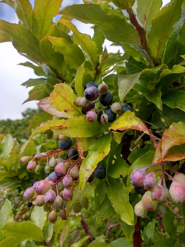 Azores Blueberry