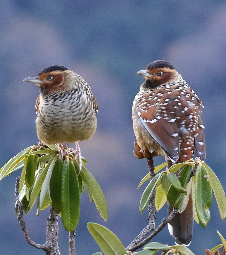 Spotted Laughingthrush (Ianthocincla ocellata) photo