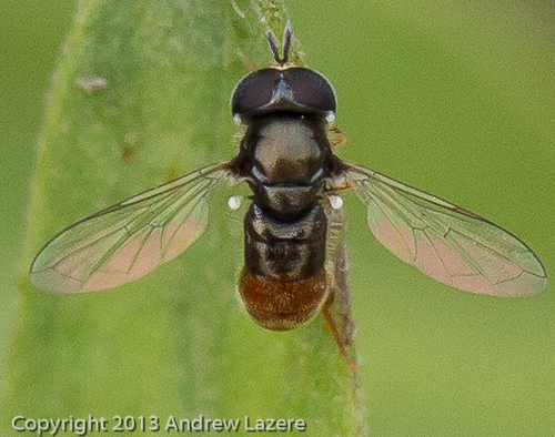 iNaturalist observation photo of Common Grass Skimmer