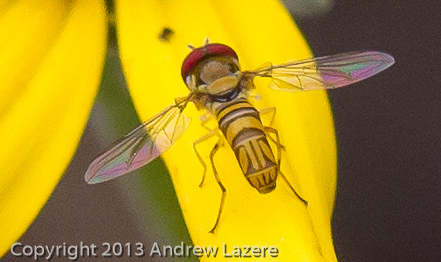 iNaturalist observation photo of Oblique Streaktail