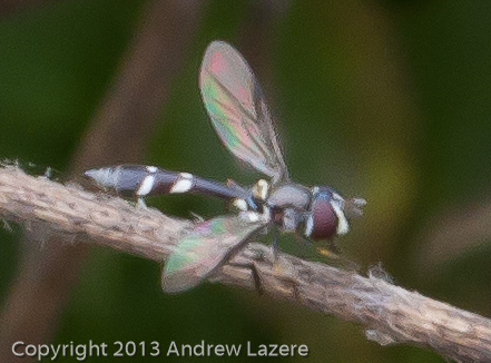 iNaturalist observation photo of Four-speckled Hover Fly