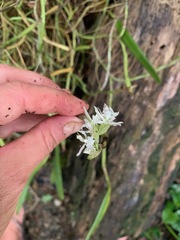 Image of Epidendrum octomerioides