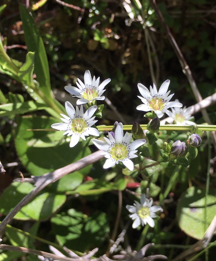 swamp-gentian-from-clallam-county-wa-usa-on-september-2-2020-at-02