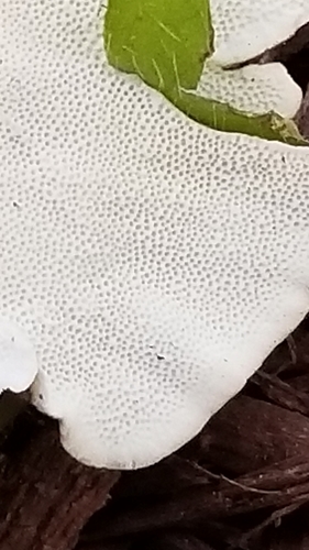 Įvairiaspalvė kempė nuotrauka