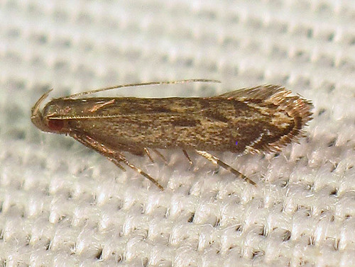 Untomia albistrigella (Chambers, 1872)