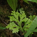 Selaginella substipitata - Photo (c) Eric Knight, todos los derechos reservados