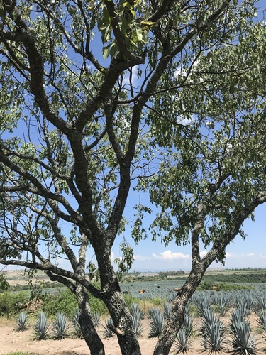 Coyotillo