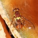 Oriental Fruit Fly - Photo (c) Michael King, all rights reserved, uploaded by Michael King