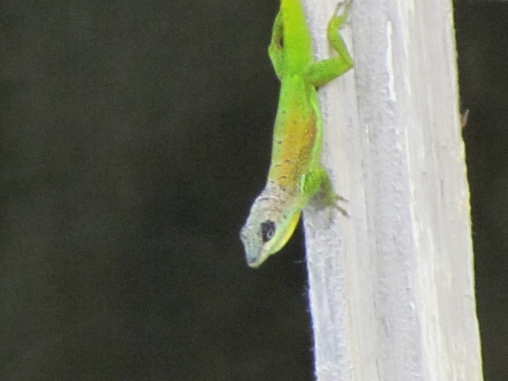 Barbados Anole