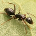 Ethiop Carpenter Ant - Photo (c) Elia, all rights reserved, uploaded by Elia