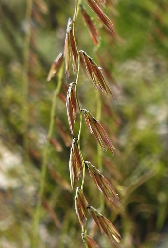 Warnock's grama (Bouteloua warnockii)