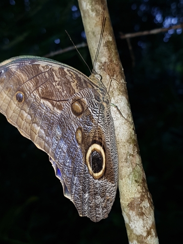 Pale Owl Caligo telamonius (C. & R. Felder, 1862)