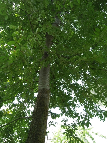 cherry-bark elm (Ulmus villosa)
