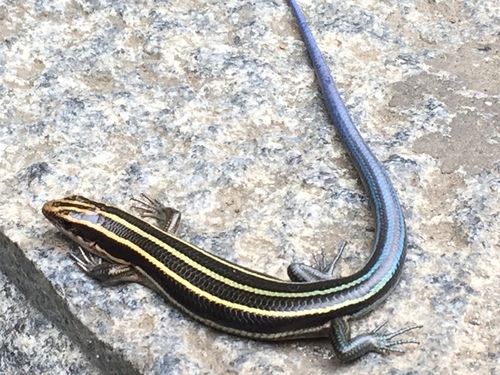 Japanese five-lined skink