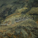 Aspro Loach Goby - Photo (c) nd18, all rights reserved, uploaded by nd18