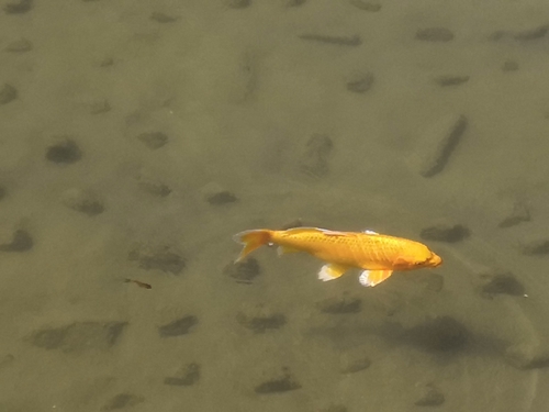 Amur Carp
