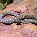 Western Large-blotched Python - Photo (c) jgjulander, all rights reserved
