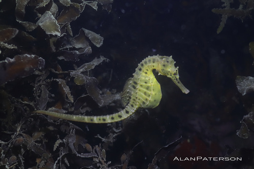 Bigbelly Seahorse