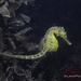 Bigbelly Seahorse - Photo (c) Albeer, all rights reserved, uploaded by Albeer