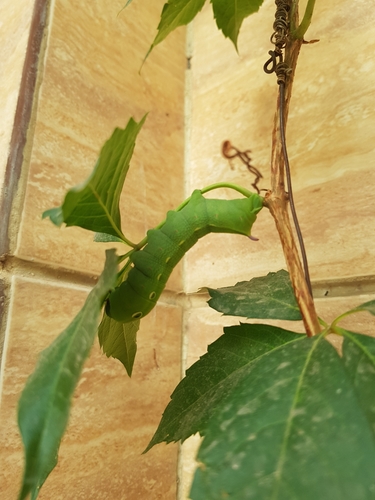 Levant Hawkmoth