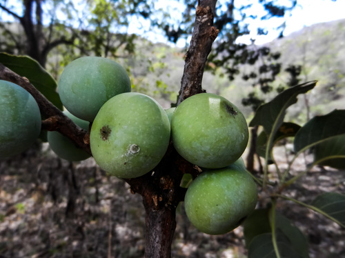 Sideroxylon capiri - Whole tree