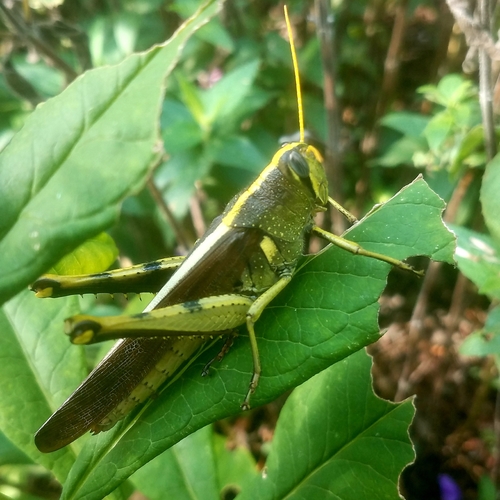Obscure Bird Grasshopper