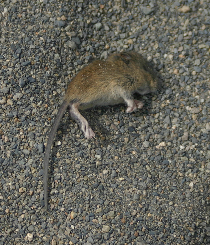 Eastern Patagonian Laucha (Eligmodontia typus)