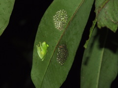 Hyalinobatrachium colymbiphyllum image
