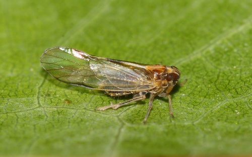 Muellerianella laminalis (Van Duzee, 1897)