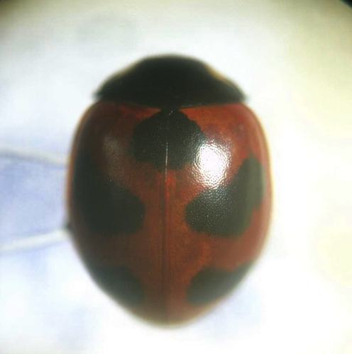Coccinella nivicola