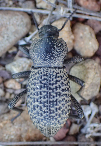 Black Death-feigning Beetle