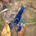 Blue Teays Mudbug - Photo (c) Lauren Cole, all rights reserved, uploaded by Lauren Cole