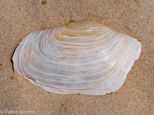 Panopea glycimeris