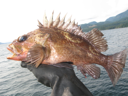 Género Sebastes · NaturaLista