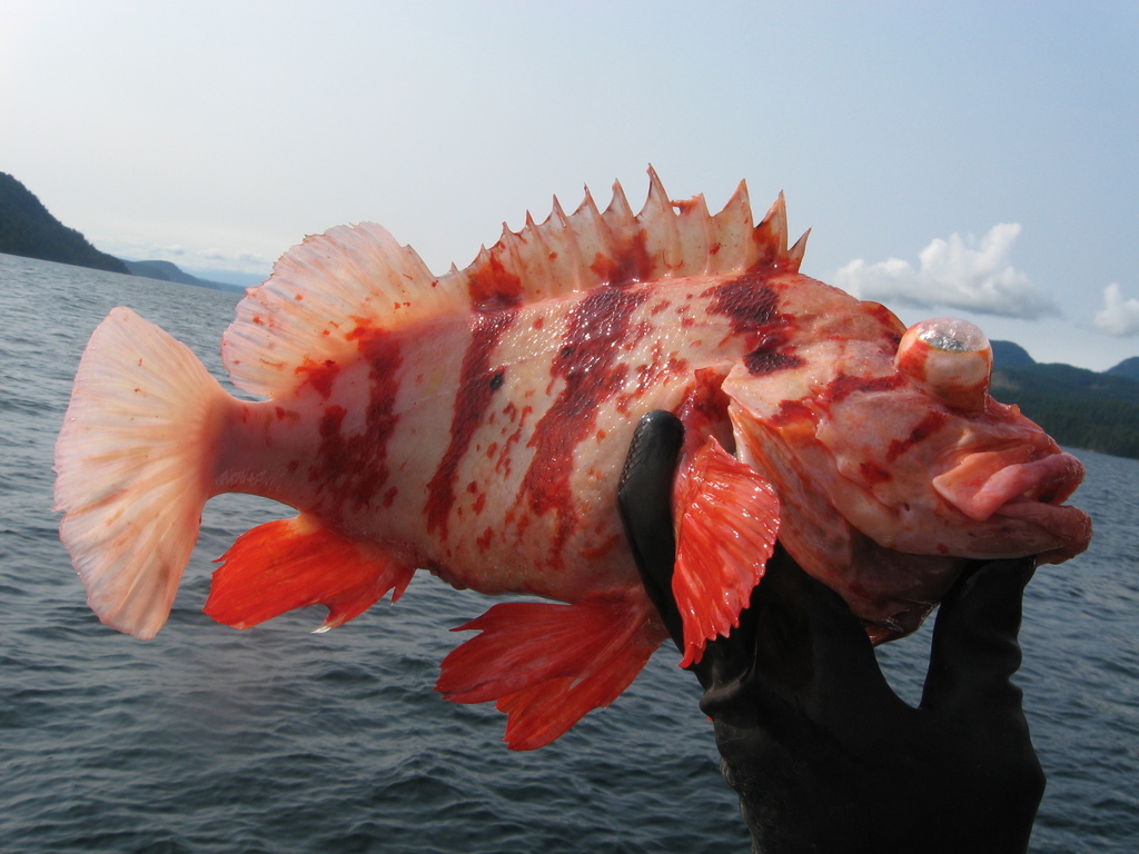 Drachenköpfe (Gattung Sebastes) iNaturalist Canada