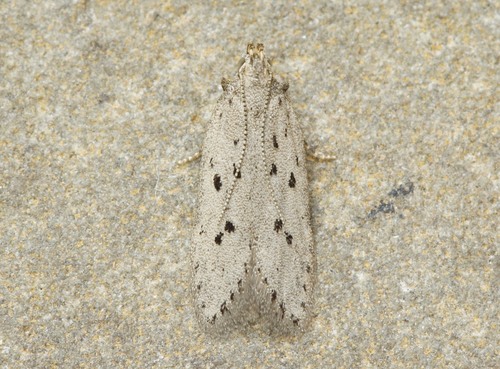 Athrips mouffetella (Linnaeus, 1758)