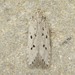 Ten-spotted Honeysuckle Moth - Photo (c) David Beadle, all rights reserved, uploaded by dbeadle