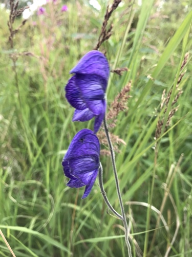 Larkspurleaf Monkshood