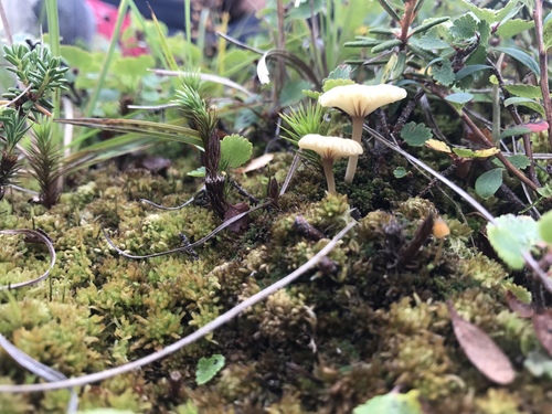 Lichen Agaric