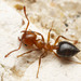 Crematogaster - Photo (c) Steven Wang, all rights reserved, uploaded by Steven Wang