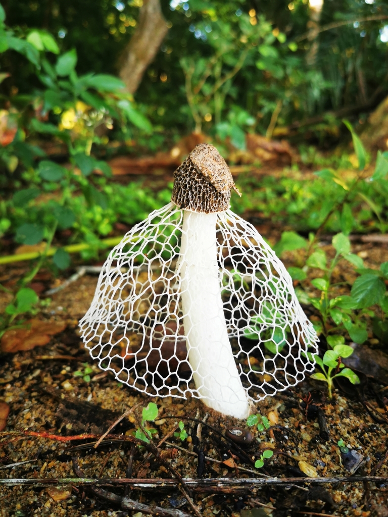 bridal veil stinkhorn in August 2020 by Corinna S · iNaturalist