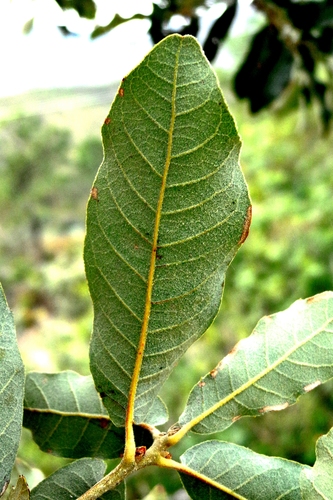 Carmen Mountain Oak