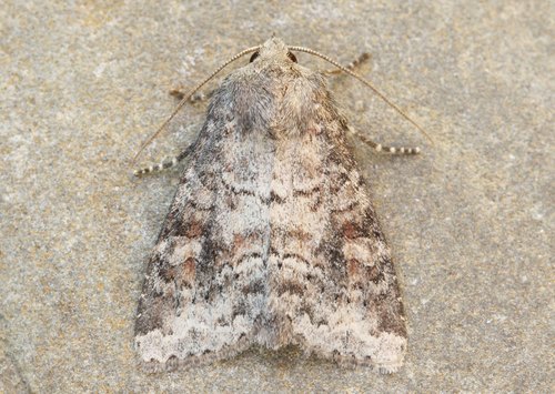 Suspected Moth