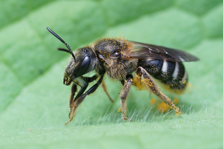 Banded sweat bee