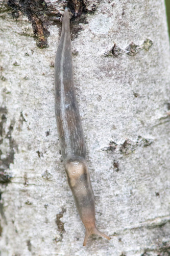 Tree slug