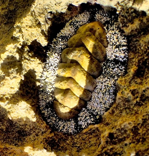 West Indian Fuzzy Chiton
