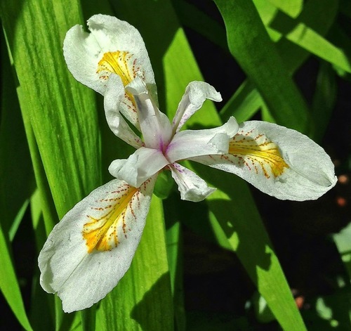 Iris Crestado (Iris japonica) · NaturaLista Mexico Iris Crestado (Iris japonica) · NaturaLista Mexico