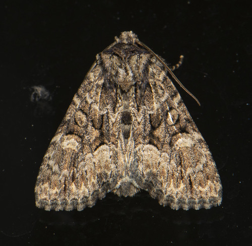 Platypolia mactata (Guenée, 1852)