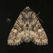 Adorable Brocade Moth - Photo (c) Owen Ridgen, all rights reserved, uploaded by Owen Ridgen