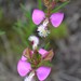 Polygala bracteolata - Photo (c) Rion Cuthill, todos los derechos reservados, uploaded by Rion Cuthill